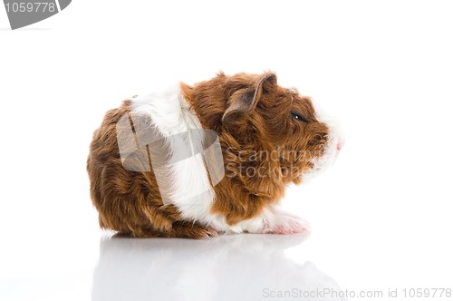 Image of newborn guinea pig. texel