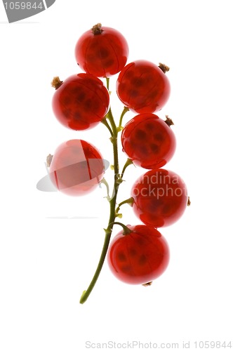 Image of red currant isolated on the white background