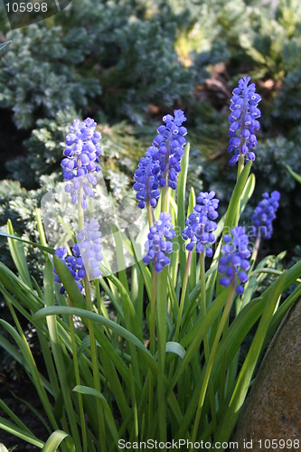 Image of Grape hyacinths