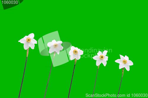 Image of Daffodils over green background