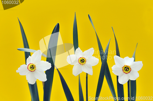 Image of Daffodils over yellow background