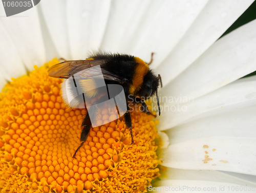 Image of Bumblebee.