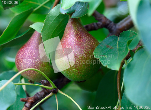 Image of Pears