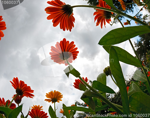 Image of Calendula.