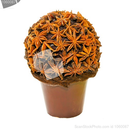 Image of Anise plant
