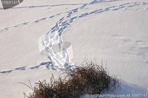 Image of Traces on ice covered with snow