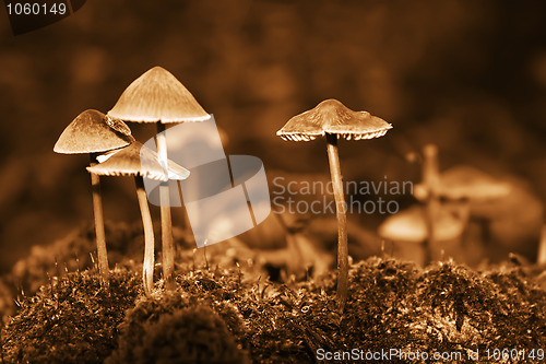 Image of Group mushrooms. Sepia