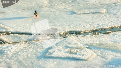 Image of Duck on ice