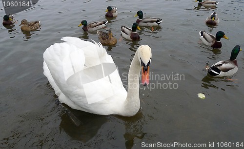 Image of Swan on a Pond