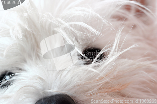 Image of West highland terrier