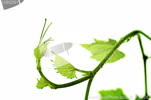 Image of Grape leaf