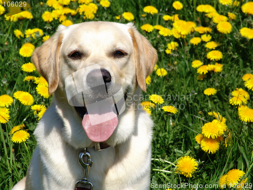 Image of paul in dandelions