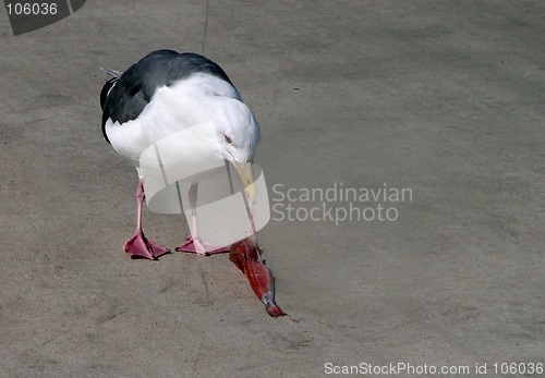 Image of Seagull eating