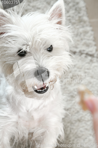 Image of West highland white terrier