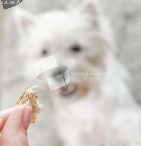 Image of West highland white terrier