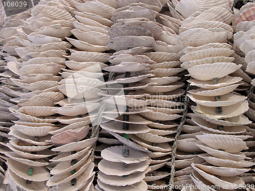 Image of Shells
