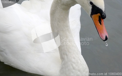 Image of Swan on a Pond