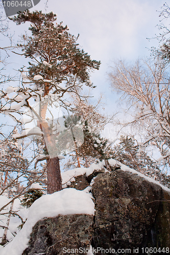 Image of Pine tree