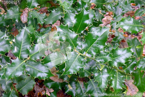 Image of Holly in the Woods