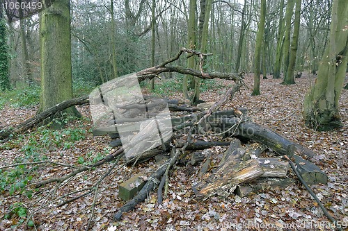 Image of Trees in the Woods