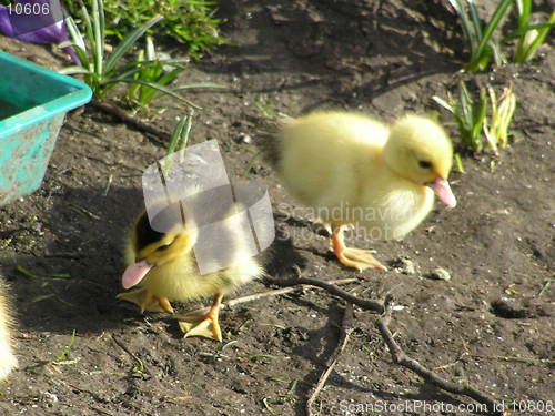 Image of Ducklings!