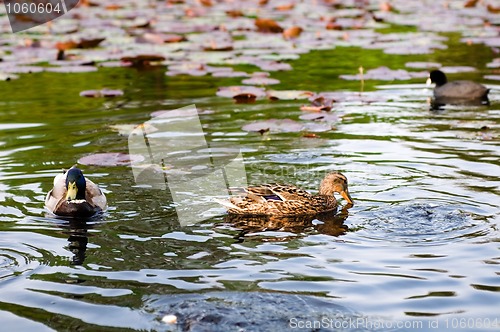 Image of ducks in water of lake
