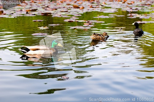 Image of ducks in water of lake