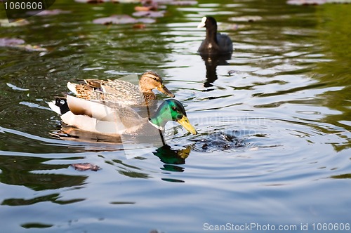 Image of ducks in water of lake