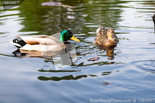 Image of ducks in water of lake