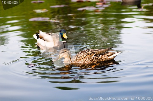 Image of ducks in water of lake