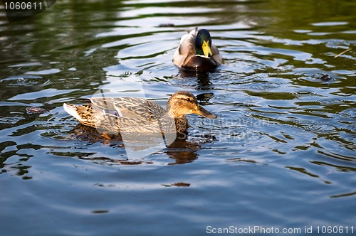 Image of ducks in water of lake