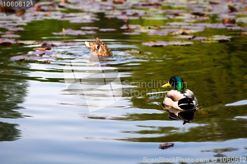 Image of ducks in water of lake