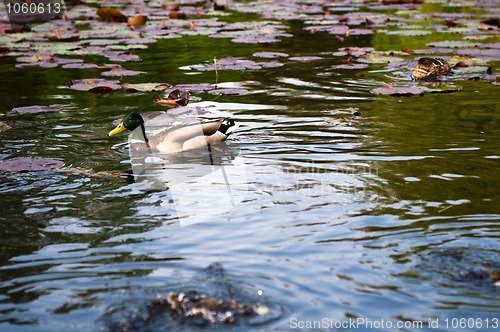 Image of ducks in water of lake