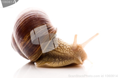 Image of Snail