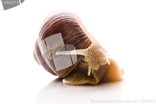 Image of Snail