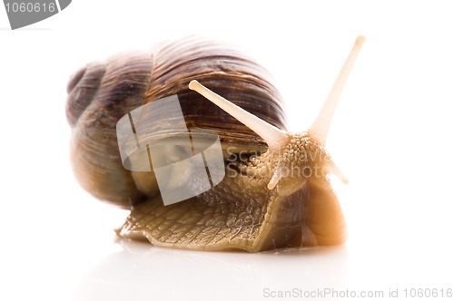 Image of Snail