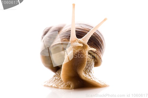 Image of Snail