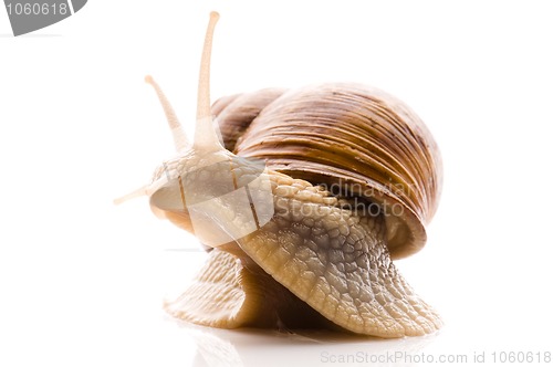 Image of Snail