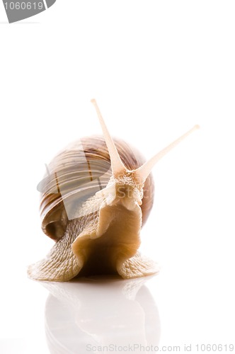 Image of Snail