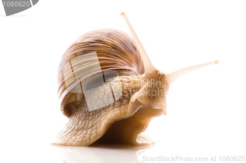 Image of Snail