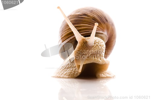 Image of Snail