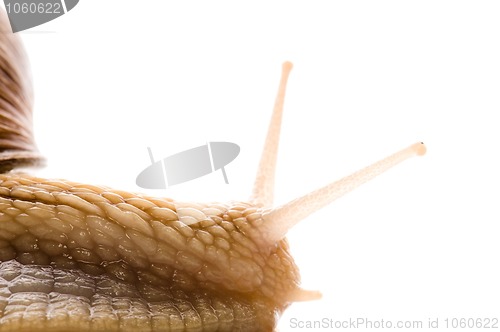 Image of Snail