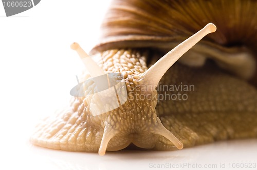 Image of Snail