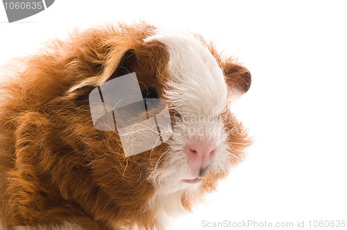 Image of baby guinea pig. texel