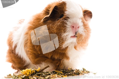 Image of baby guinea pig. texel