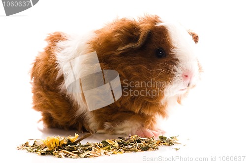 Image of baby guinea pig. texel