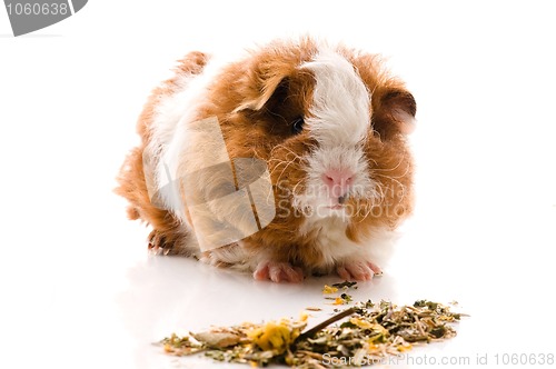 Image of baby guinea pig. texel