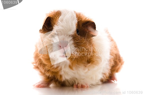 Image of baby guinea pig. texel