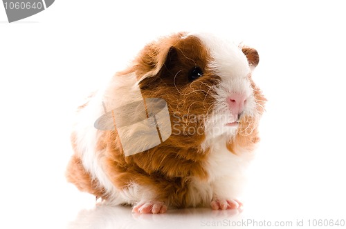 Image of baby guinea pig. texel