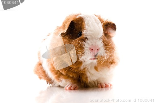 Image of baby guinea pig. texel